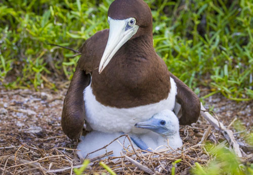 christmas island photo tour example 5